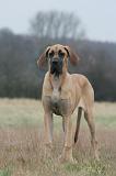 DOGUE ALLEMAND 753